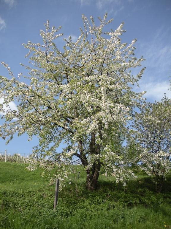 Apartament Haus Margit Kössen Zewnętrze zdjęcie